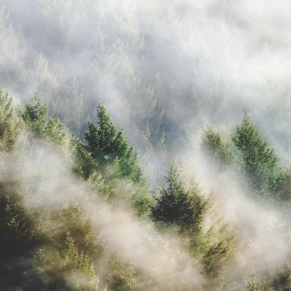 Nebel zieht durch einen dichten Nadelwald mit grünen Tannenbäumen in natürlicher Landschaft